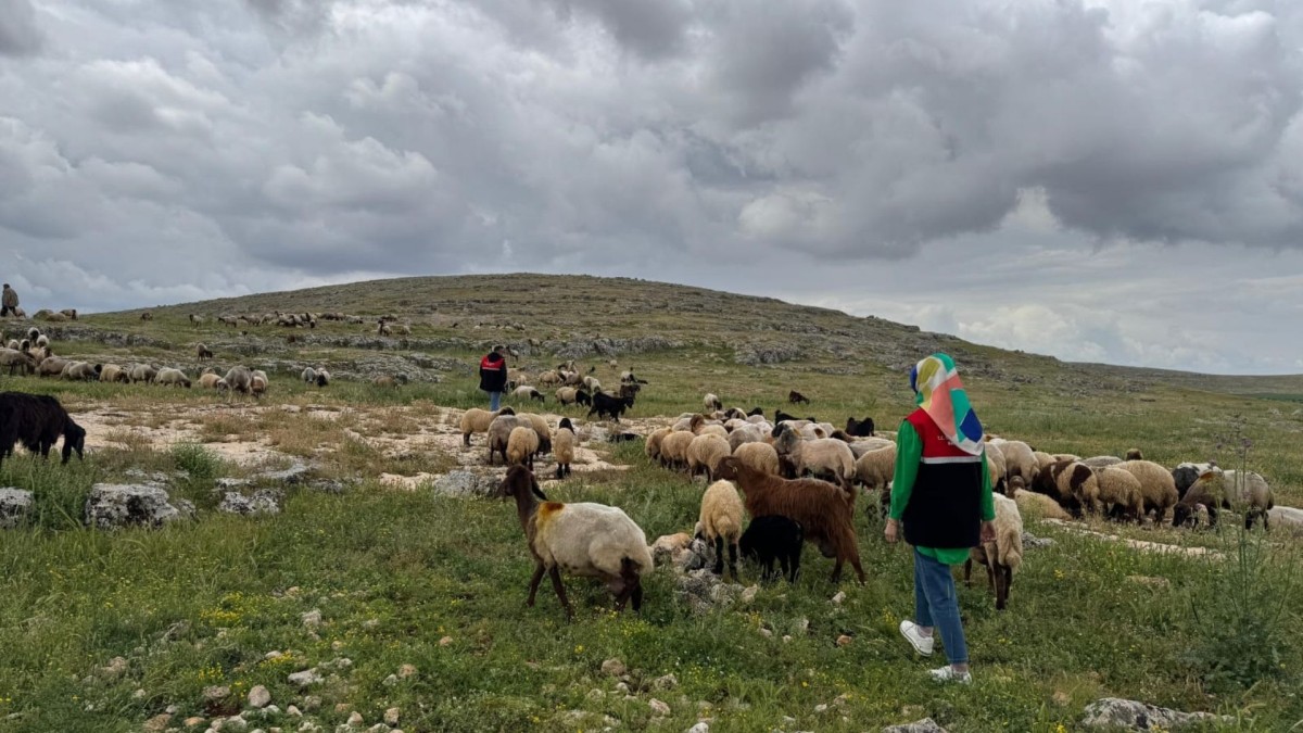 Adıyaman’da Kuyulu ve Akdere köylerinde mera alanları yerinde incelendi
